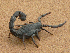 scorpion