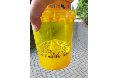 insective-wasp-trap-7
