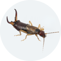 Earwigs