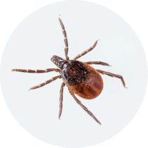 Ticks-1