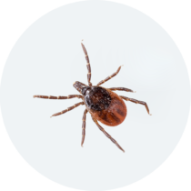 Ticks