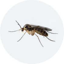 fungus-fly