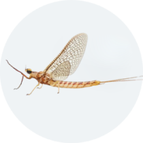 mayfly