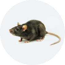 rat