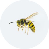 wasps